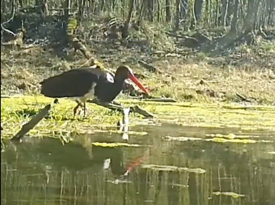 Le�ny �owca w akcji. Hajstra przy�apana na precyzyjnym polowaniu