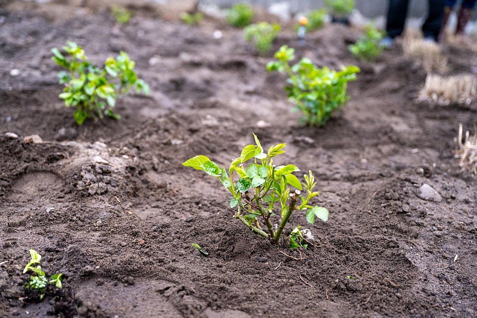 alt='Warszawa upami�tnia Przybor� i Wasowskiego.'