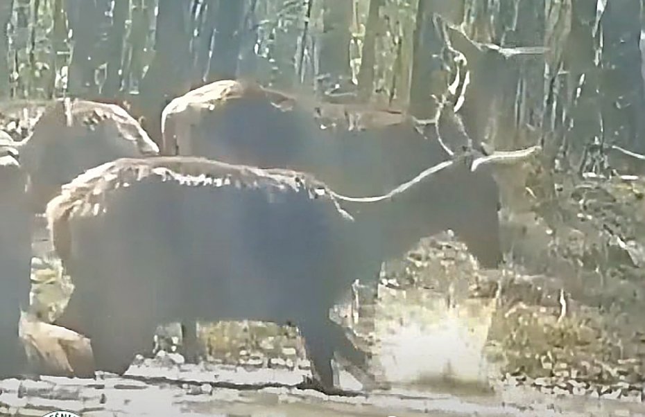 alt='B�otne SPA w lesie? Dla jeleni to miejsce pe�ne zagro�e�'