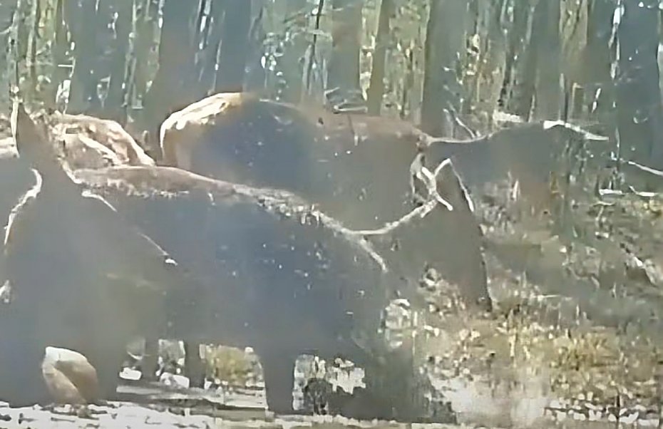 B�otne SPA w lesie? Dla jeleni to miejsce pe�ne zagro�e�