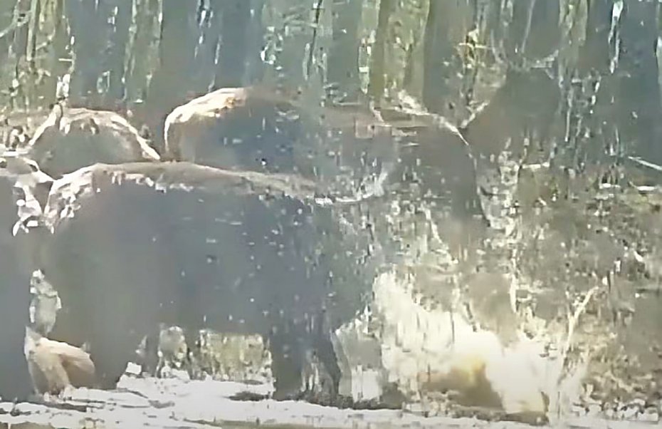 B�otne SPA w lesie? Dla jeleni to miejsce pe�ne zagro�e�