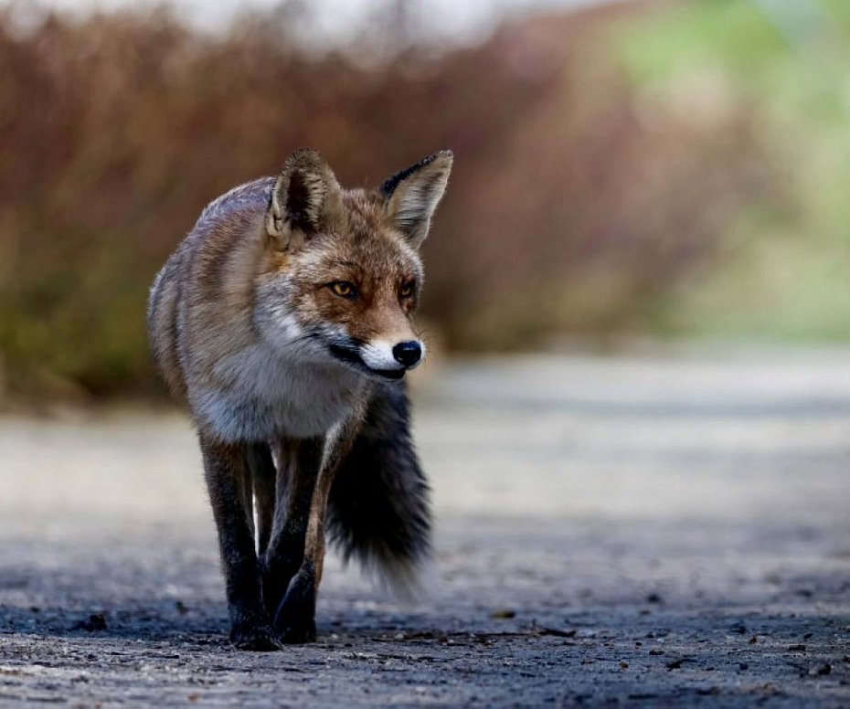 alt='M�ode lisy w �azienkach Kr�lewskich. Jak si� zachowa�?'