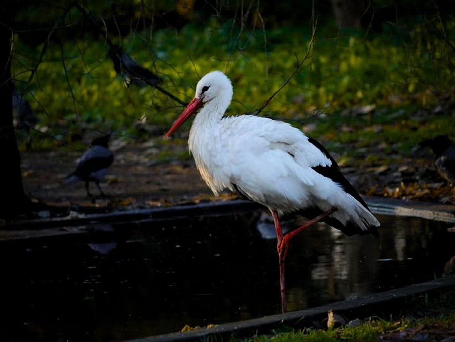 alt='�wiatowy Dzie� Ptak�w W�drownych. Niezwyk�e podr�e skrzydlatych migrant�w'