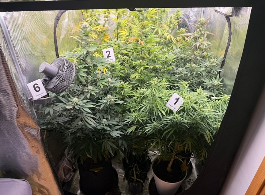 alt='W mieszkaniu mia� plantacj� konopi i 2,5 kg marihuany'