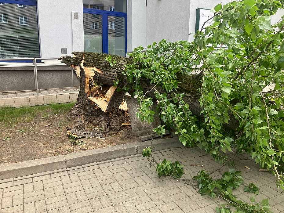alt='Powalone drzewo zniszczy�o trzy auta na Mokotowie'