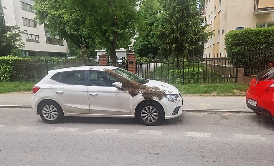 R�j pszcz� oblepi� auto na Mokotowie. Co oznacza taki widok?
