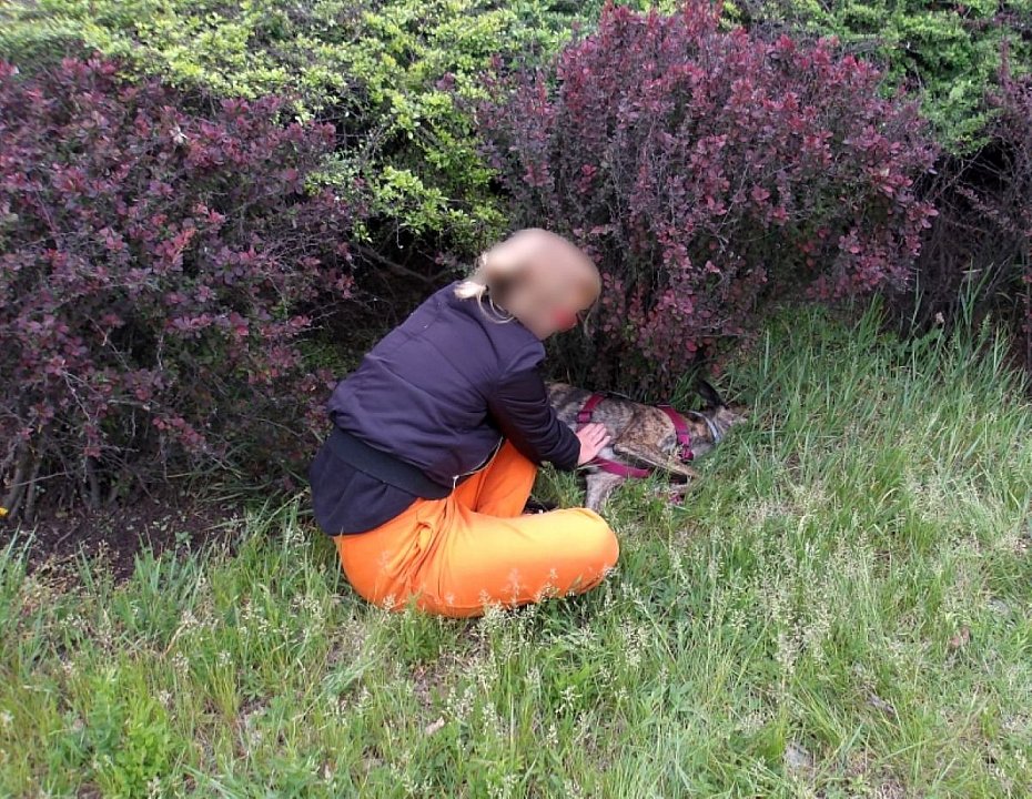 Dramat na Wis�ostradzie. Stra�nicy i policjanci ratowali potr�con� suczk�