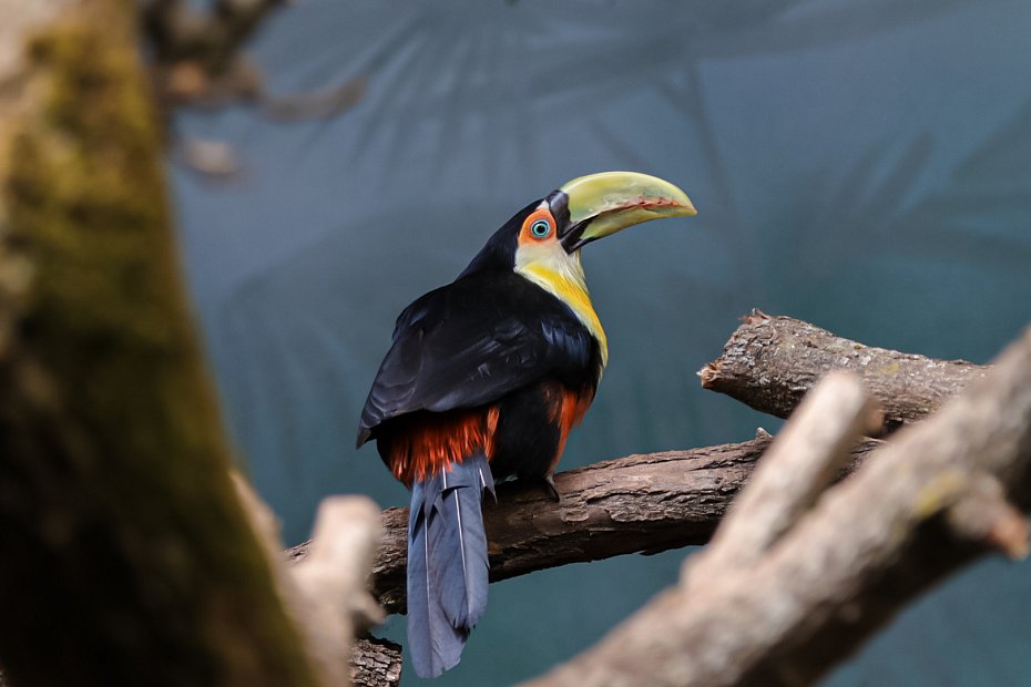 alt='Nowi mieszka�cy warszawskiego zoo. Tukany przyci�gaj� t�umy'