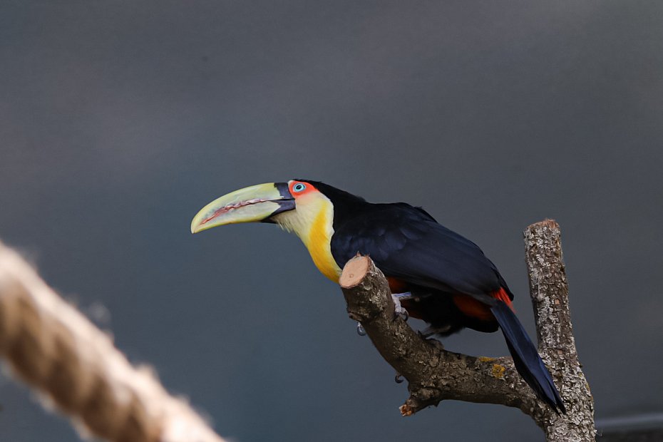 Nowi mieszka�cy warszawskiego zoo. Tukany przyci�gaj� t�umy