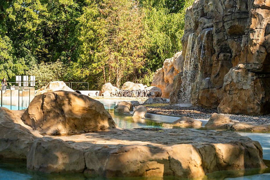 Nowy pawilon dla pingwin�w otwarty. Wielkie zmiany w ogrodzie zoologicznym