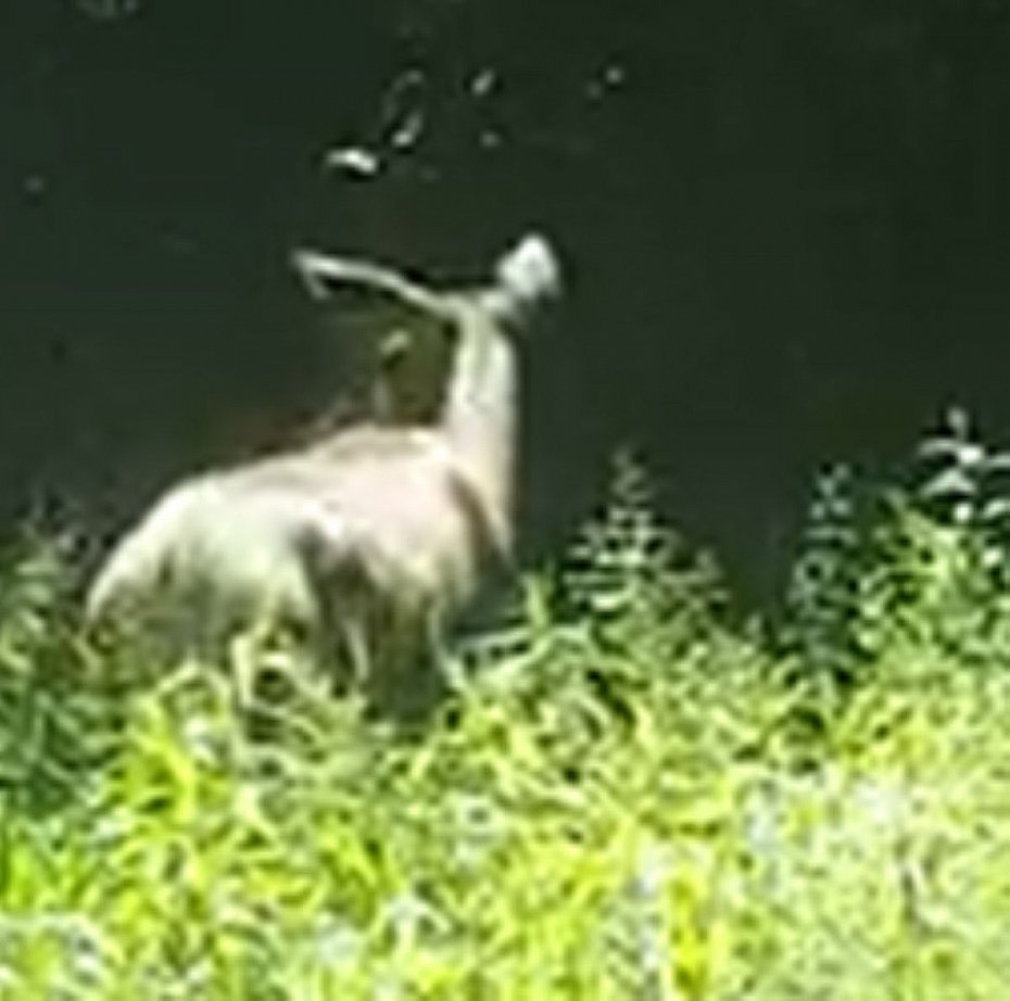 Fotopu�apka uchwyci�a �ani�. Uwag� zwraca co� jeszcze