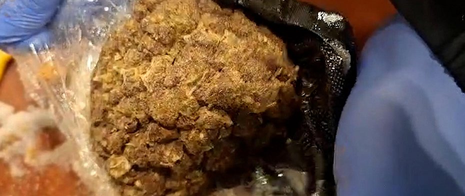 alt='Mia�y by� mandarynki, by�a marihuana. KAS przej�a narkotyki warte miliony'