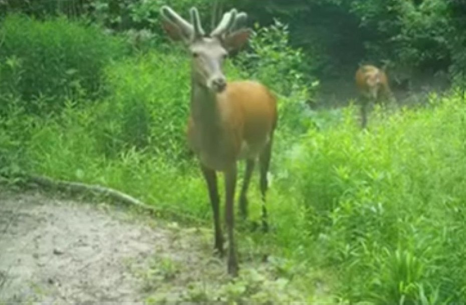 alt='Fotopu�apka uchwyci�a niezwyk�e jelenie. Trwa wa�ny etap ich rozwoju'
