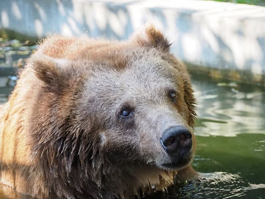 alt='Koniec pewnej epoki. Nie �yje Sabina z Warszawskiego ZOO'