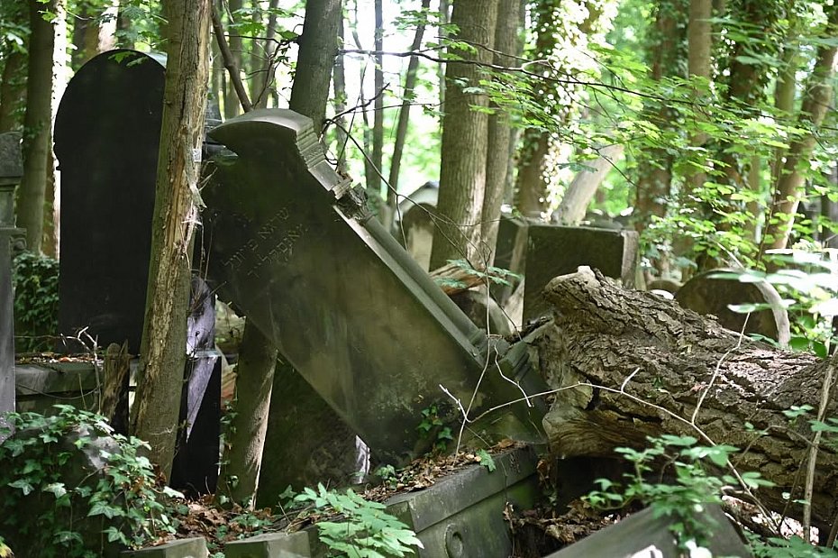 Sprawdzaj� drzewa na Cmentarzu �ydowskim przy Okopowej