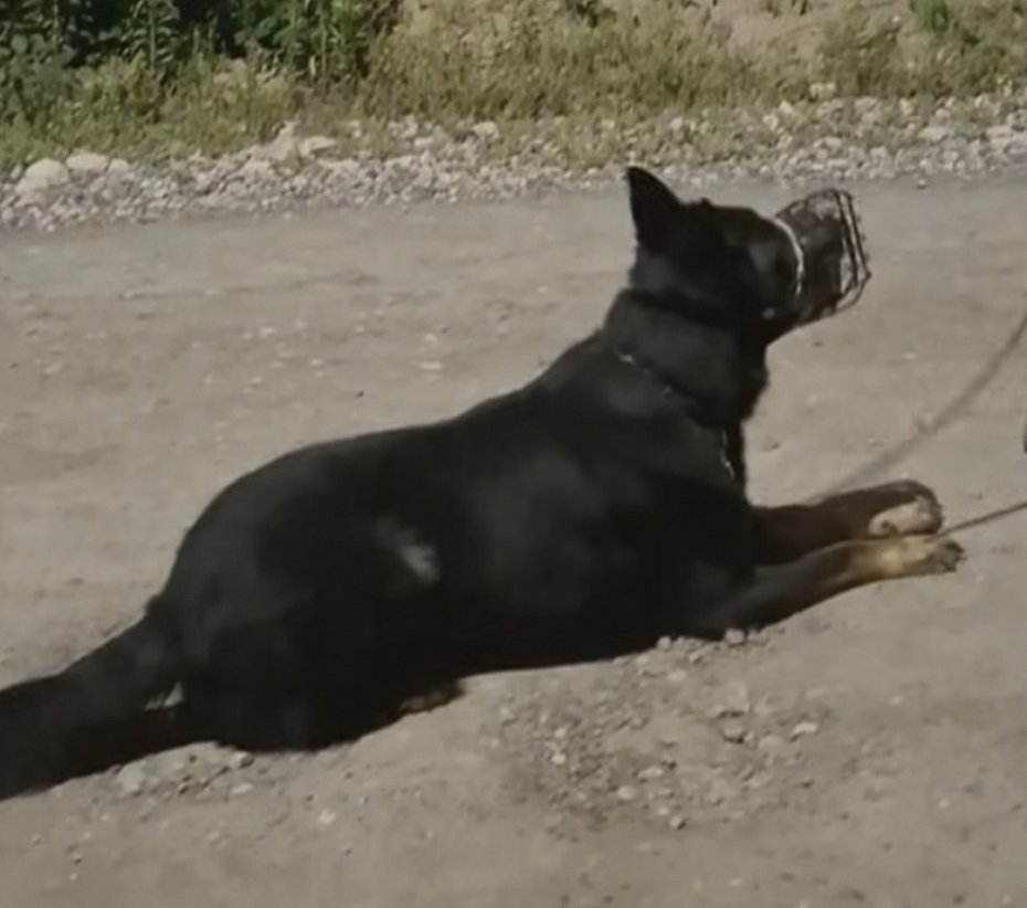 Przywi�za� psa do drzewa i zostawi� bez wody. W�a�ciciel us�ysza� zarzuty