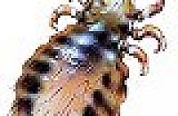 Wszy na Porajów są od dawna