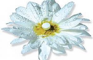 Akcja Stokrotka 2004