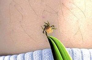 Kleszcze znów atakują