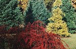 Wrzesień w Ogrodzie PAN w Powsinie