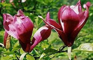 Wiosna w Ogrodzie PAN w Powsinie