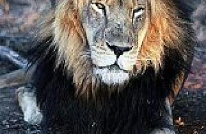 Adoptuj lwa - projekt Fundacji Moja Afryka