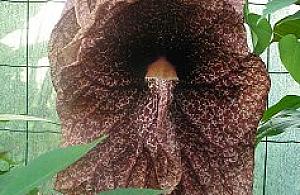 Niezwykłe kwiaty w Powsinie