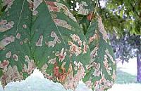 Pomóżmy kasztanowcom