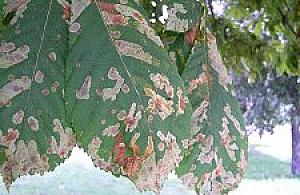 Pomóżmy kasztanowcom