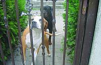 Uśpić wszystkie amstaffy?