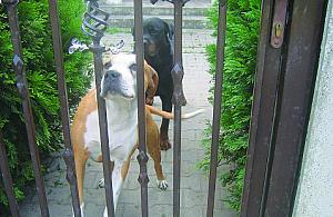 Uśpić wszystkie amstaffy?