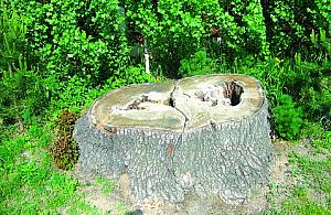 Wykładnia w kwestii drzewa