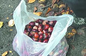 Ratujmy kasztanowce!