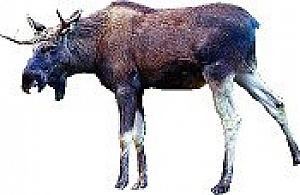 Stuknij łosia, weź odszkodowanie