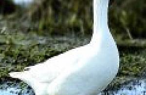 Wrażenia reemigrantki