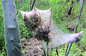 Namiotnik czeremszaczek atakuje