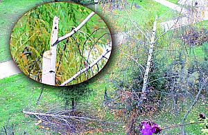 Na złość mieszkańcom wyciął ostatnią brzozę