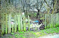 Szczury jak koty przy przedszkolu