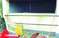 Szczury się panoszą