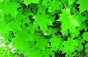 Będzie bardziej zielono