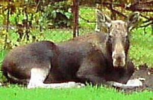 Przyszła poskubać na działkach