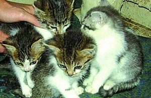 Zapalne kocie okienko