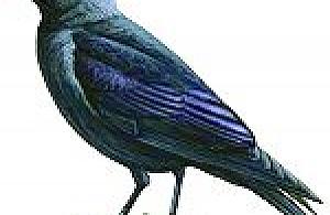 Budki dla kawek już wiszą