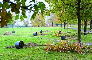 Drzewka, które dzielą