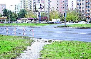 Zebry wędrują po Wrocławskiej