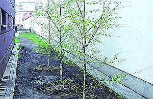 Drzewa zamiast chodnika