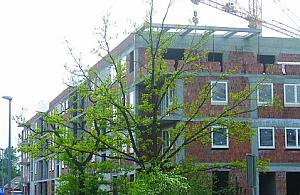 Zatrzymać rozwój Białołęki?