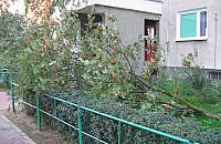 �al po jarz�binie