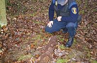 Szwabska krowa w Choszczówce