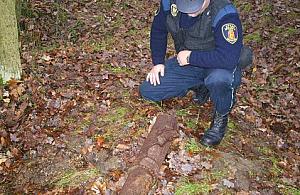 Szwabska krowa w Choszczówce